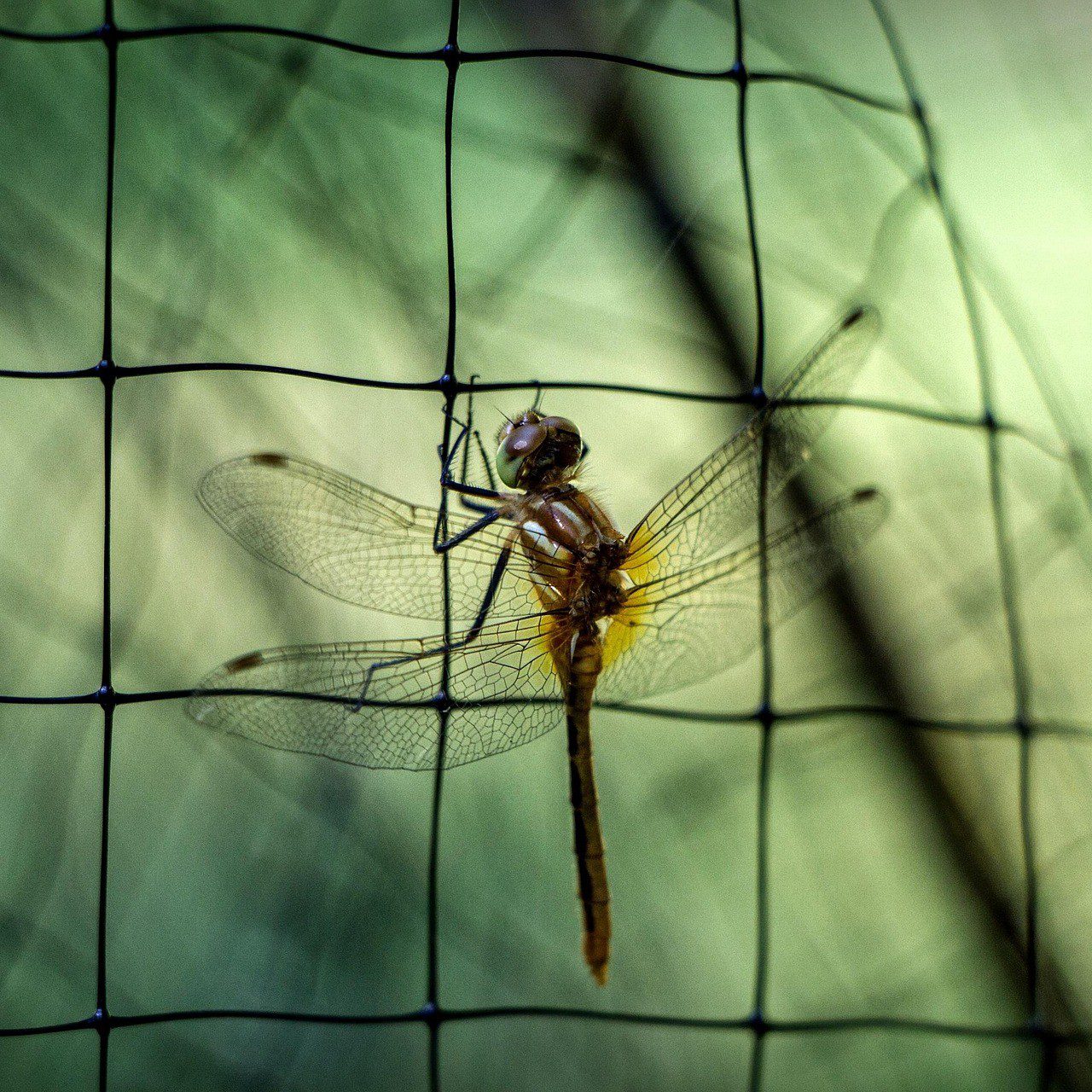 dragonfly-7678088_1920 Eine Libelle mit transparenten Flügeln ruht auf einem schwarzen Drahtgeflecht vor einem weichen, unscharfen grünen Hintergrund, der ein Gefühl von zarter Stille vermittelt.